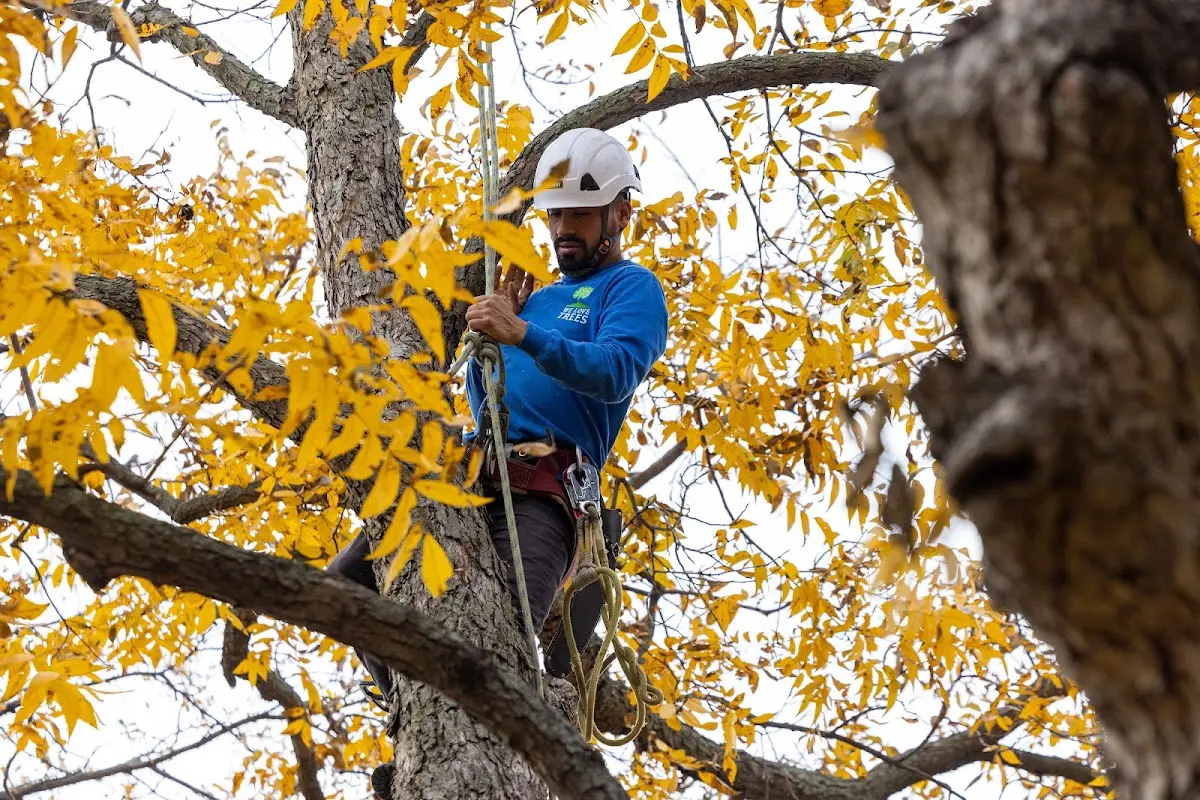 Skilled Tree Planing crew working in Benld